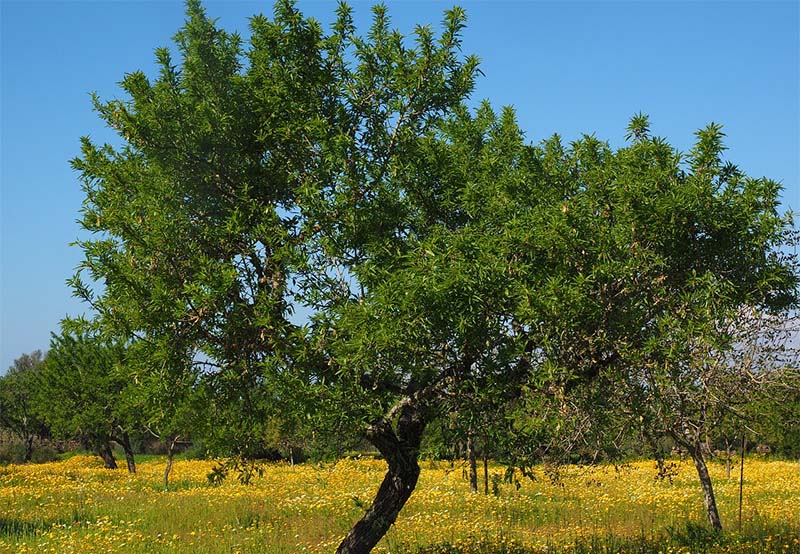 olivo