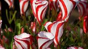 Oxalis versicolor o flor caramelo