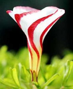 Oxalis versicolor 