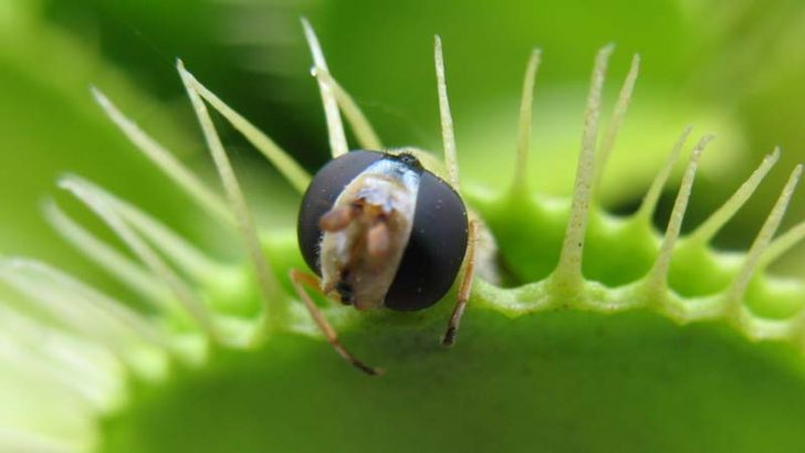 Curiosidades de las plantas carnívoras
