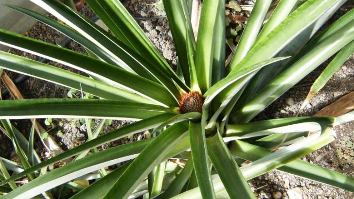 Planta de piña para no roncar más