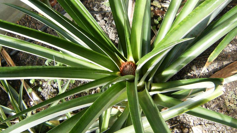 planta de piña