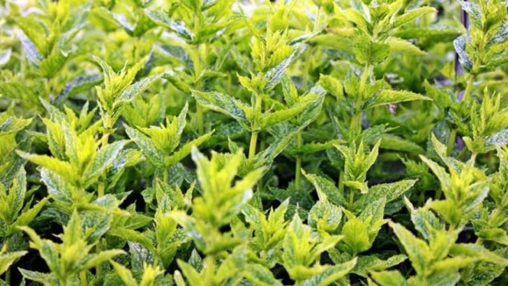 Hablar con las plantas es posible con ChatterPlant