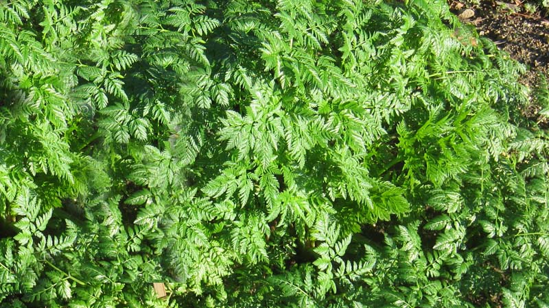 plantas terapéuticas