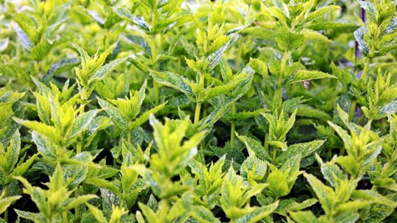 plantas