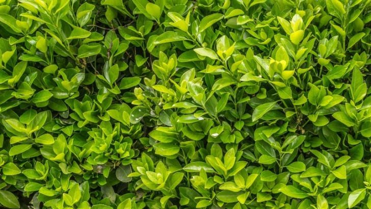 Plantas que pueden convertirse en espías