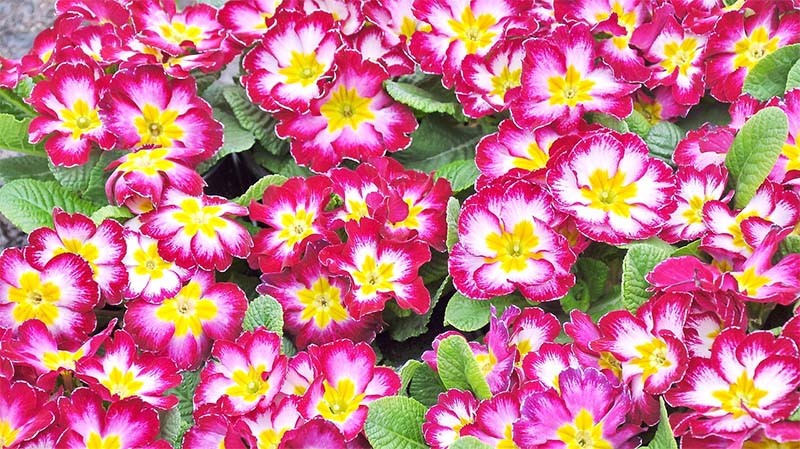 primulas