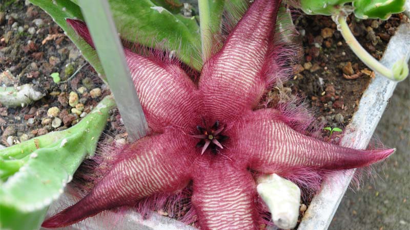 stapelia asterias