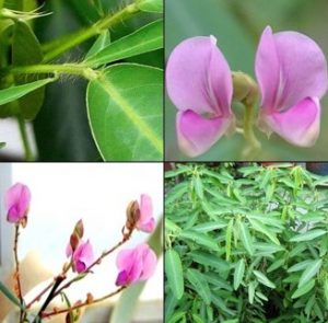 Desmonium motorium