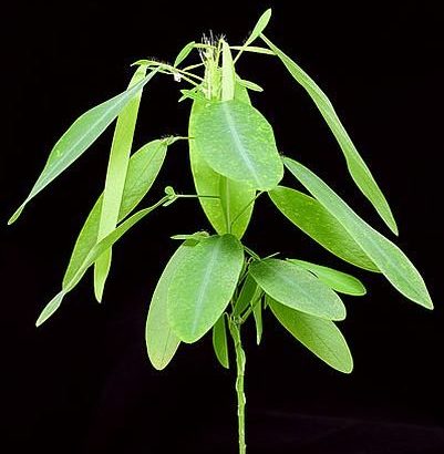 Desmonium motorium, la planta bailarina