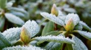 Regar durante el invierno, cómo y cuándo