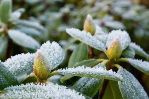 regar durante el invierno