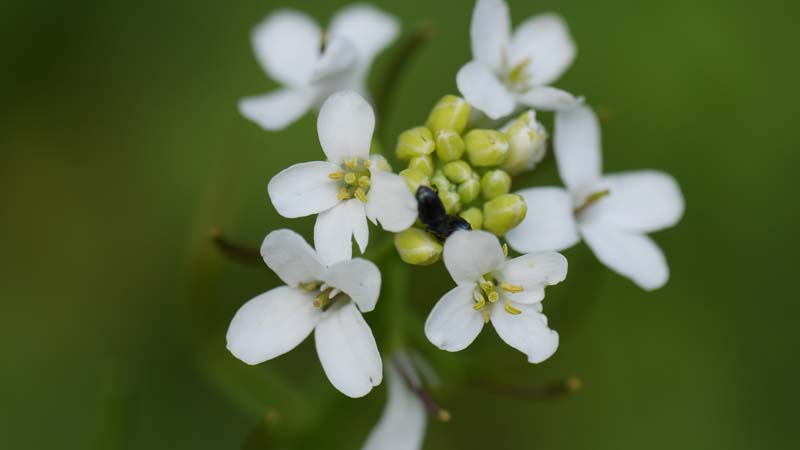 fecundacion-plantas