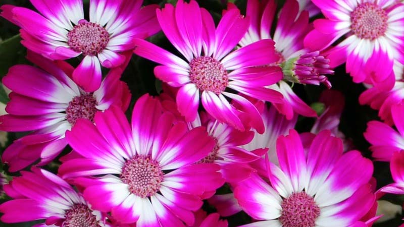 cineraria