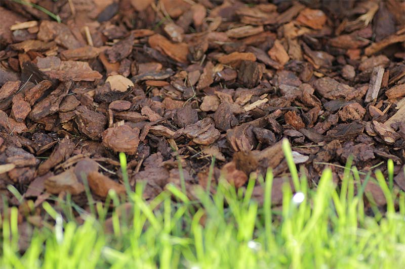 mulching