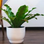 planta-de-interior