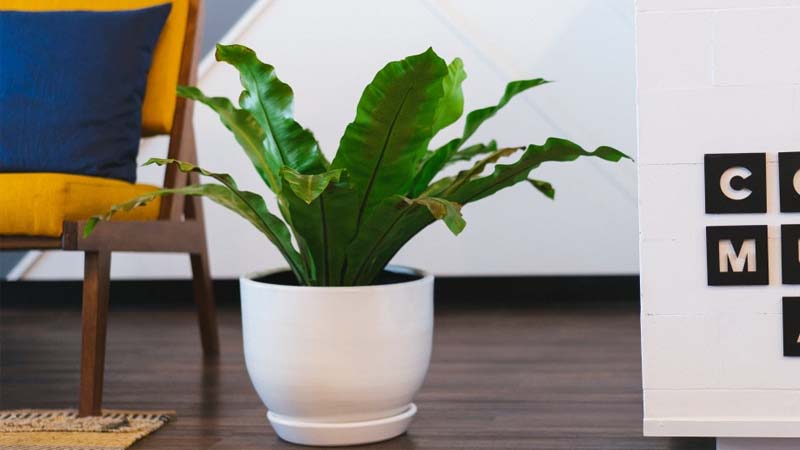 plantas de interior