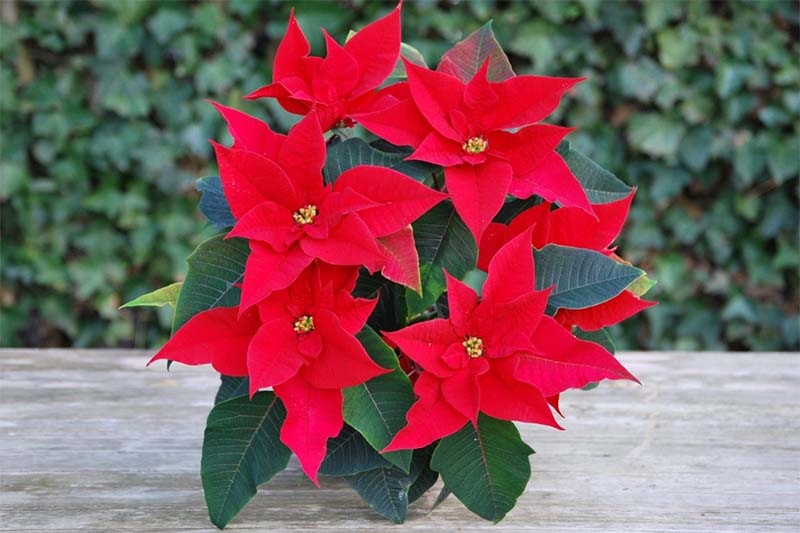 planta de navidad
