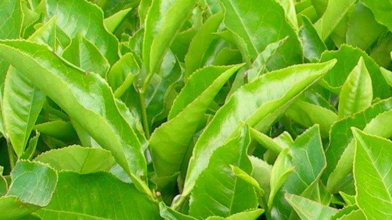 plantas