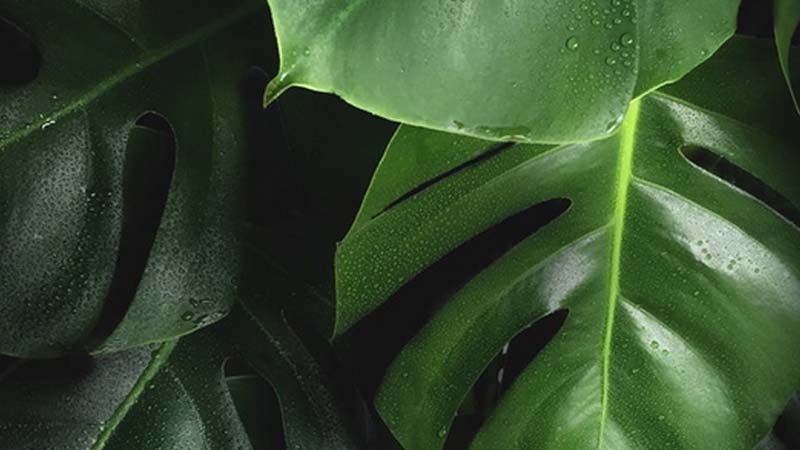 plantas