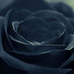rosa-negra