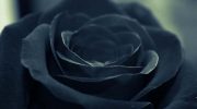 Características de las rosas negras