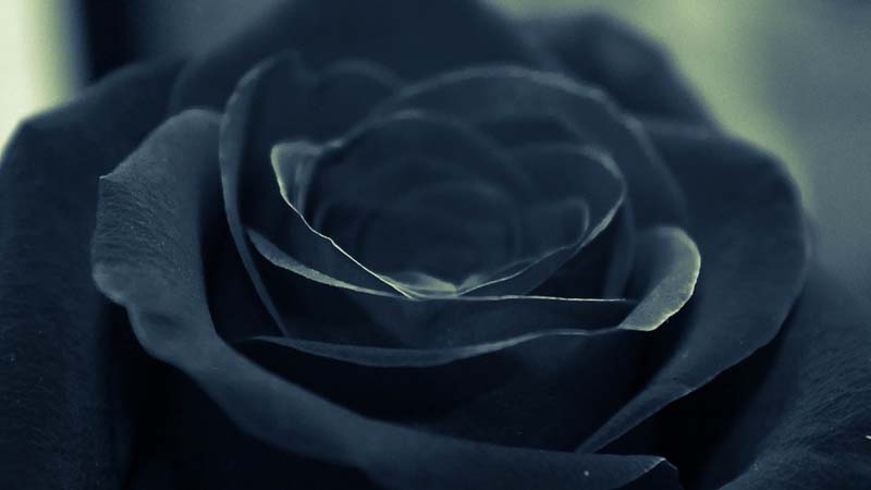 Rosa negra
