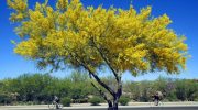 Parkinsonia Aculeata o Espino de Jerusalén