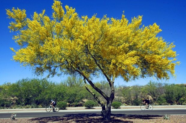 Parkinsonia Aculeata o Espino de Jerusalén