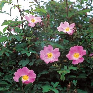 Rosa mosqueta