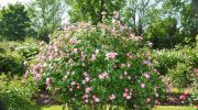 Rosa Eglanteria o Rosa Mosqueta