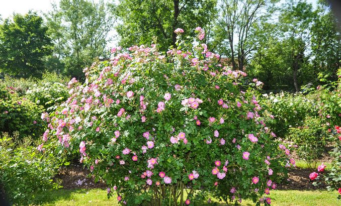 Rosa Eglanteria o Rosa Mosqueta