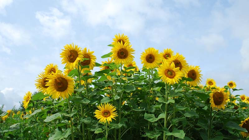girasoles