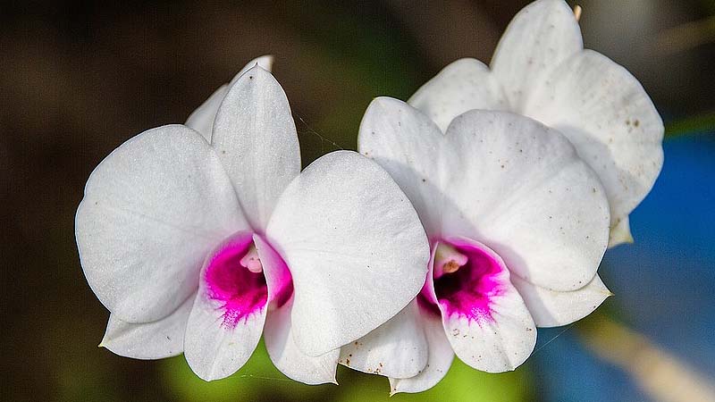 orquídea