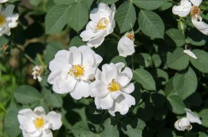 Rosa mosqueta