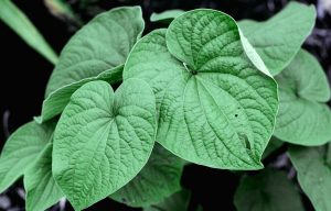 plantas para conciliar el sueño