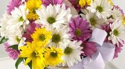Plantas para regalar en San Valentín