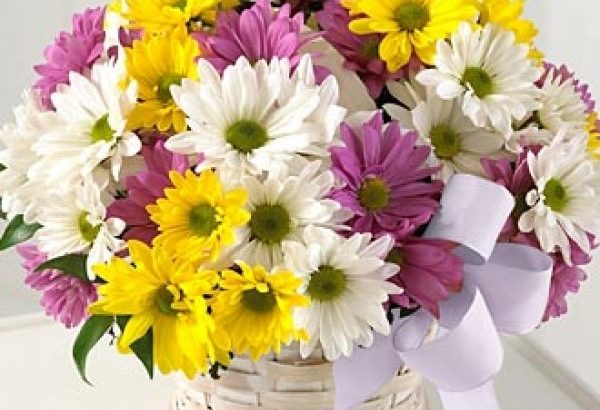 Plantas para regalar en San Valentín