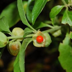 plantas para conciliar el sueño