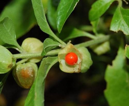 Diez plantas para conciliar el sueño