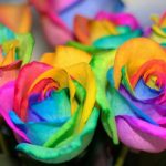 rosas color