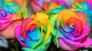 ¿Cómo cambiar el color de las rosas?