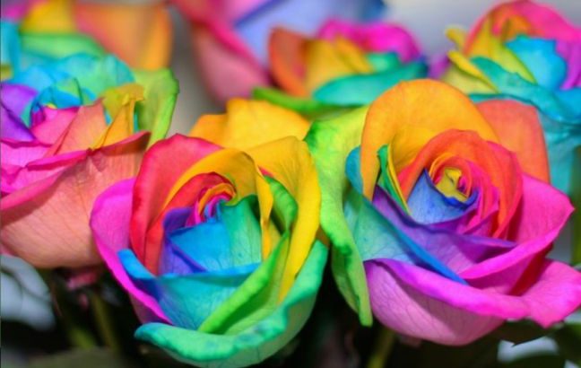 ¿Cómo cambiar el color de las rosas?