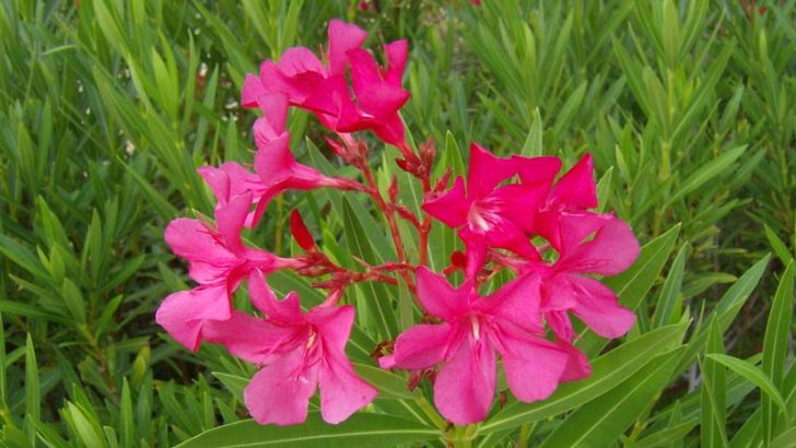 3 de las plantas más venenosas del mundo