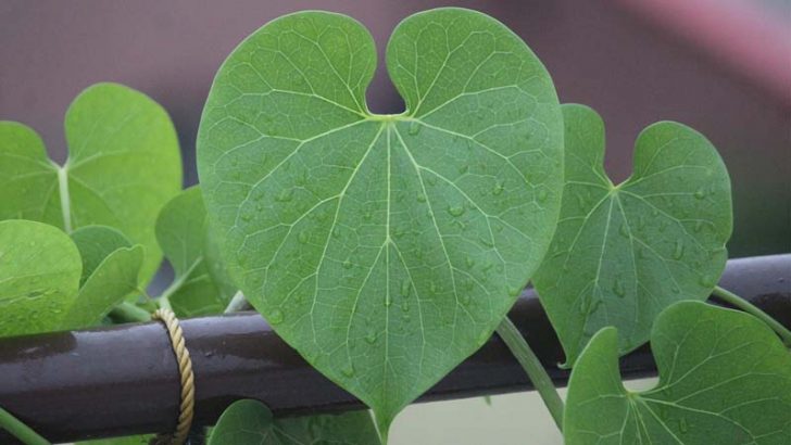 Crean un accesorio que mide la clorofila en las plantas
