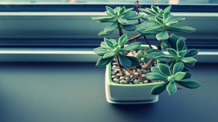 Las plantas pueden mejorar el ambiente de trabajo