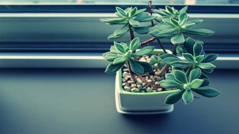 planta