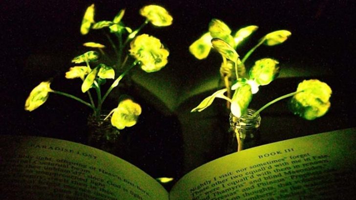 Luz y plantas nanobiónicas