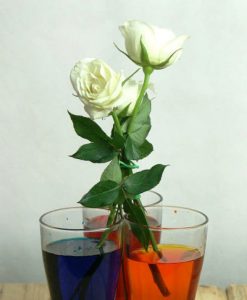 rosas color