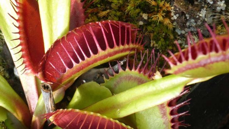 La inteligencia de la venus atrapamoscas